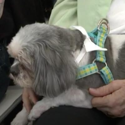 KHOU11 Video on RPM Providing a Second Chance for Homeless Pets