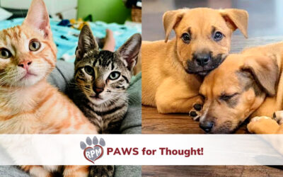 Introducing Our New Blog: PAWS for Thought