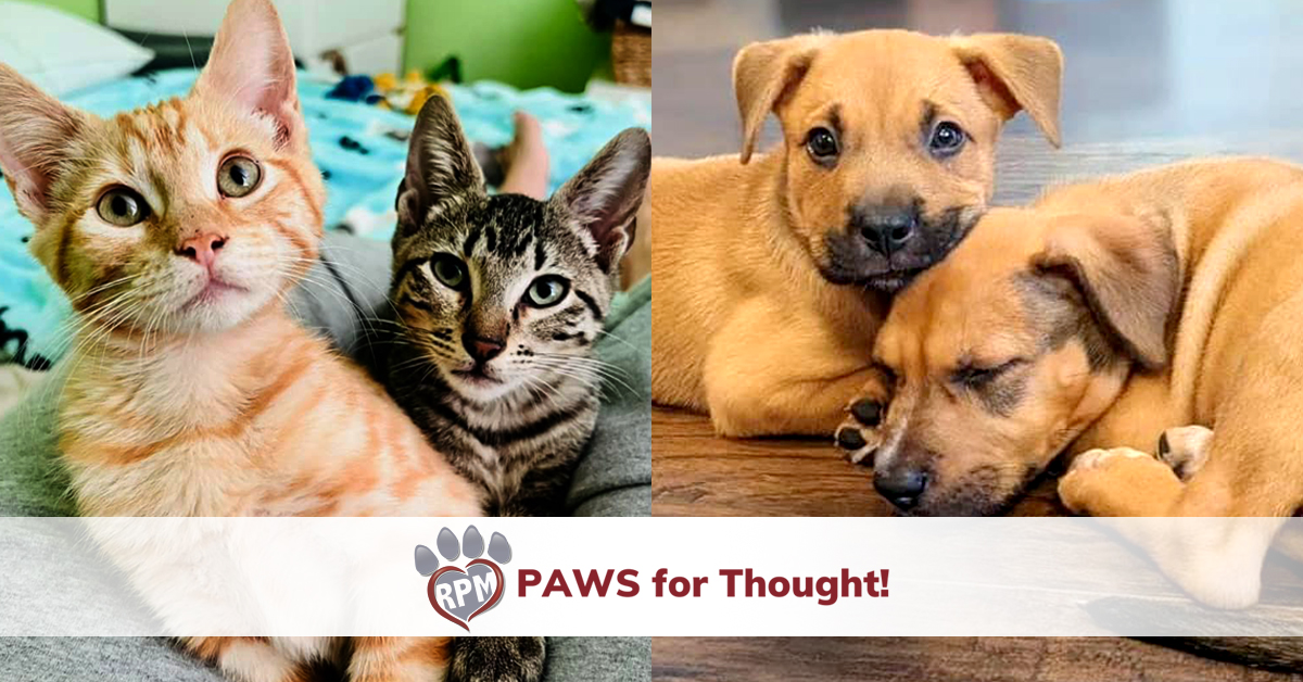 Paws for Thought introduction image