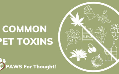 Common Pet Toxins You May Not Know About