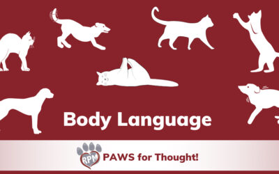 Let’s talk about animal body language!