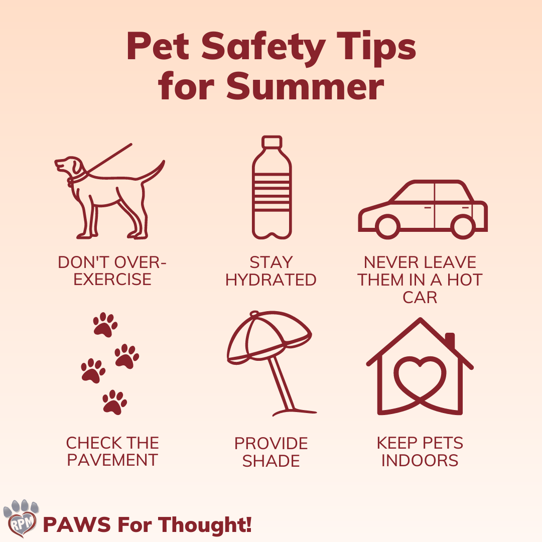 Pet Safety Tips for Summer | Rescued Pets Movement