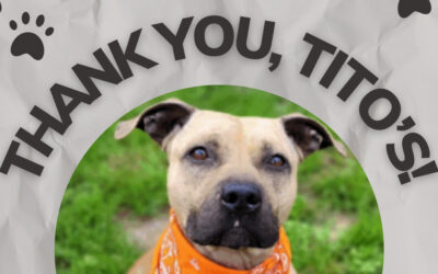 Tito’s Vodka for Dog People: Sharing Drinks and Building Community