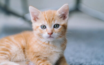 Meet Paprika, An Adorable Kitten Given A Second Chance At Life