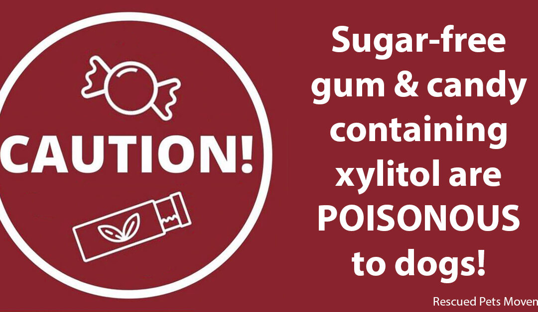 Halloween Safety Reminder: Xylitol Is Deadly for Dogs!