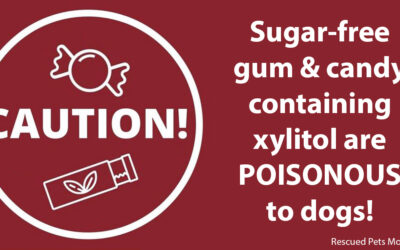 Halloween Safety Reminder: Xylitol Is Deadly for Dogs!