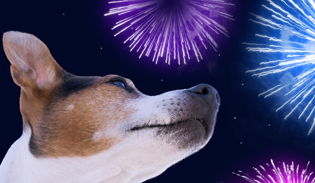 Pets and Fireworks