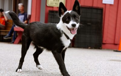 More Than 150 Pets Receive Free Care at RPM’s Third Community Vet Care Day