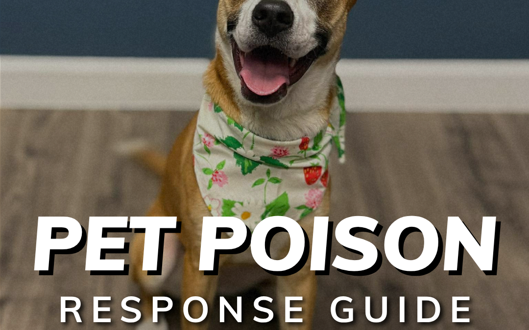 How to Handle a Potential Pet Poisoning