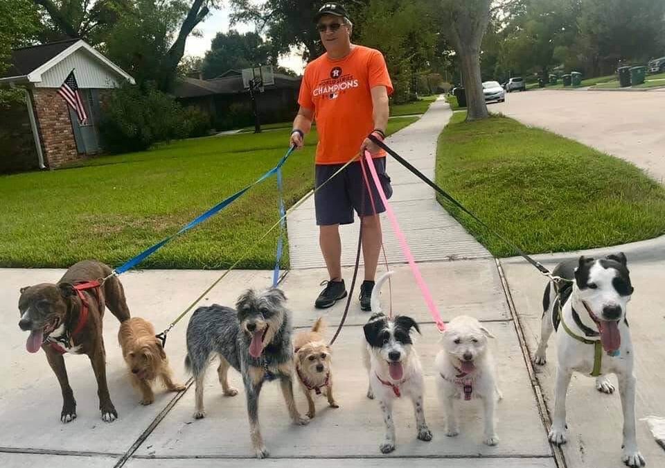 Is It Too Hot to Walk Your Dog? How to Tell (Houston Summer Guide